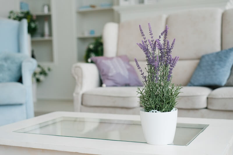 How to grow lavender indoors