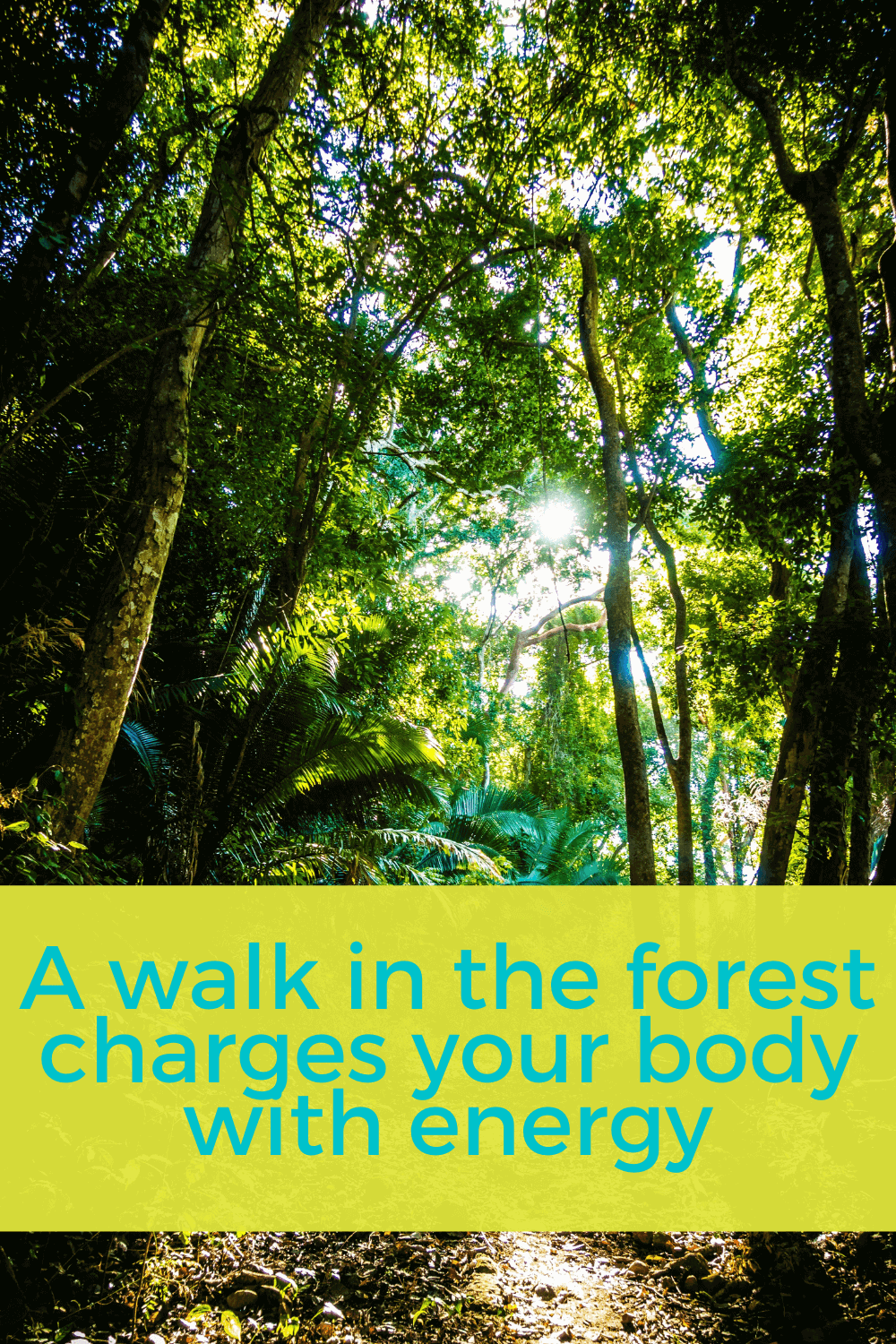 A walk in the forest charges your body with energy