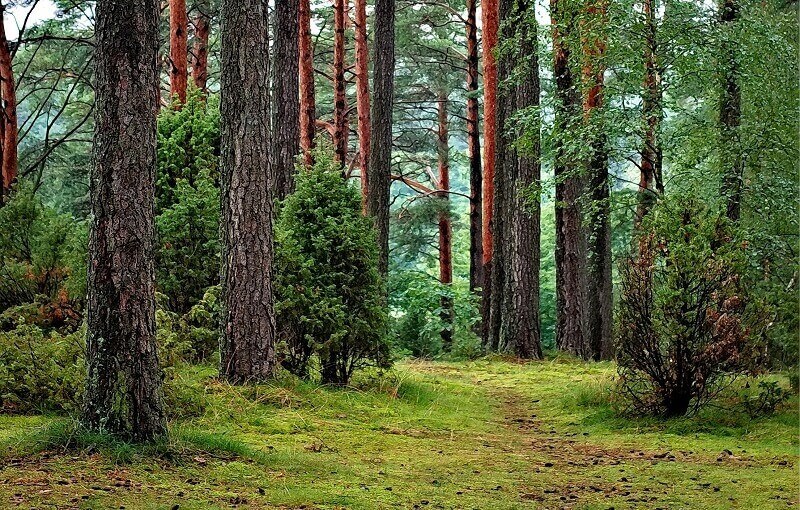 A walk in the forest charges your body with energy