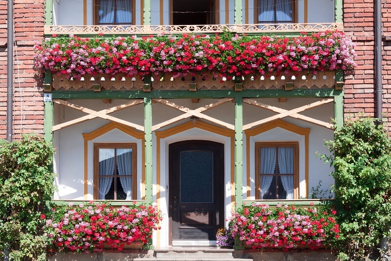 Make your balcony beautiful with ivy geraniums