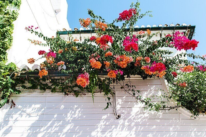 Make your balcony beautiful with ivy geraniums