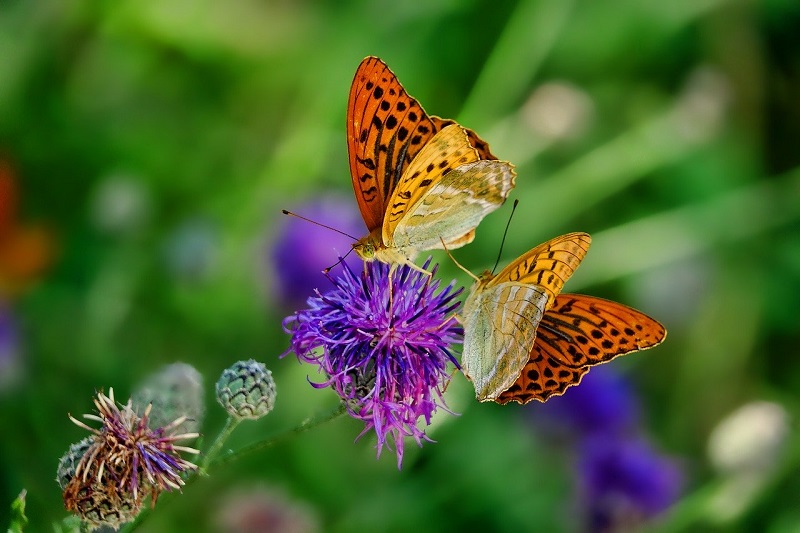 How to attract bees and butterflies into your garden