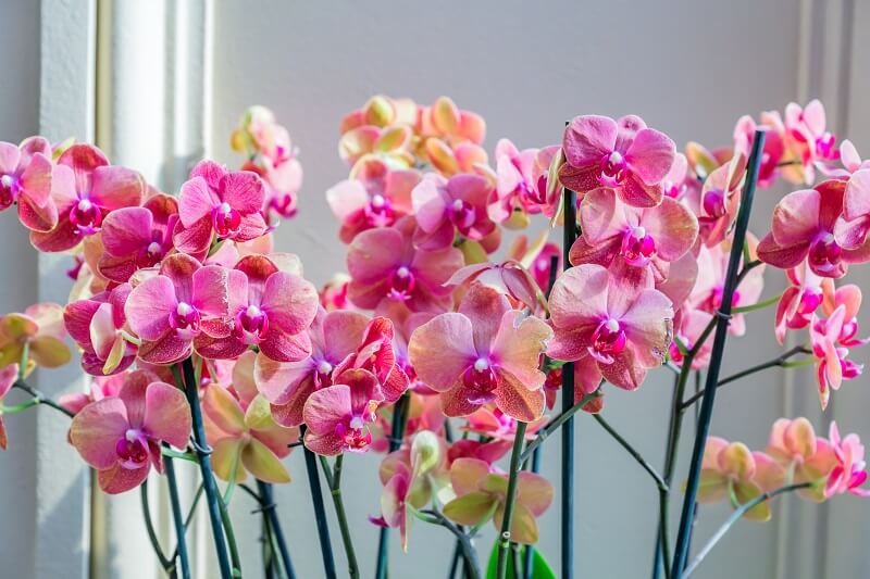How often should orchids be watered? Correct watering will make orchids bloom faster