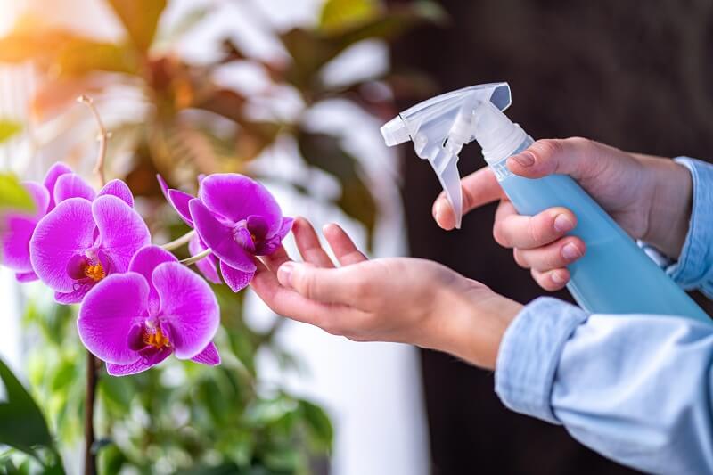 How often should orchids be watered? Correct watering will make orchids bloom faster