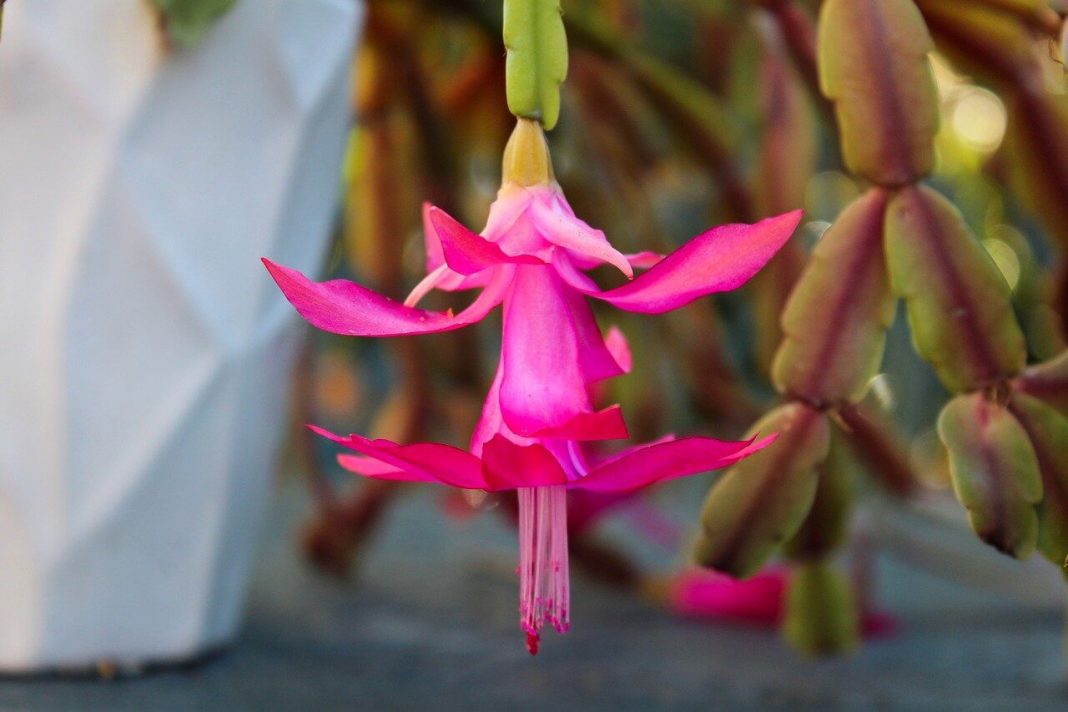 How to help Christmas cactus to bloom in winter - 5 tricks you may not know