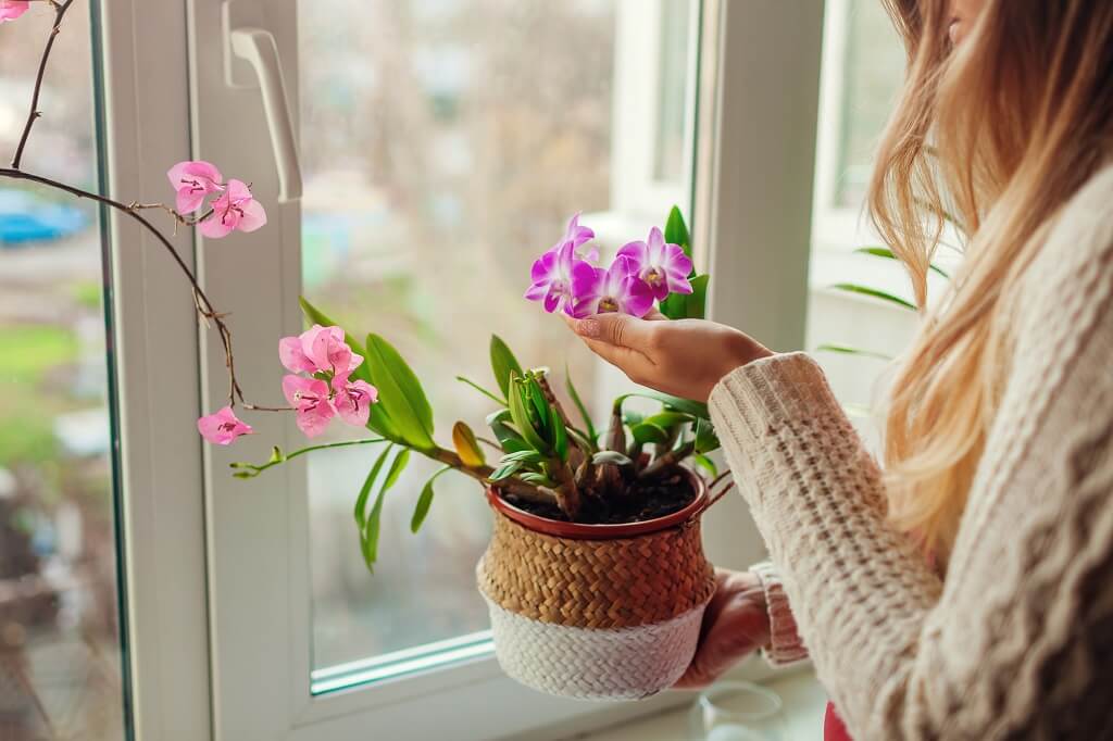 A solution that will help your orchids bloom all the time