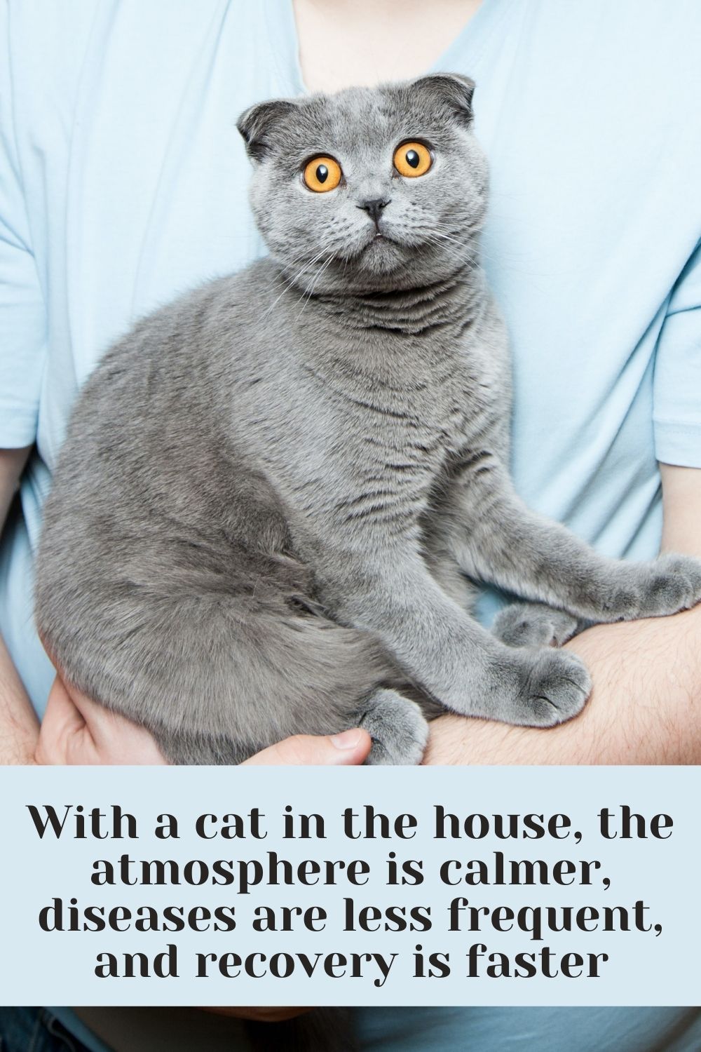 With a cat in the house, the atmosphere is calmer, diseases are less frequent, and recovery is faster