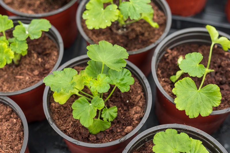 6 serious mistakes that may harm geraniums
