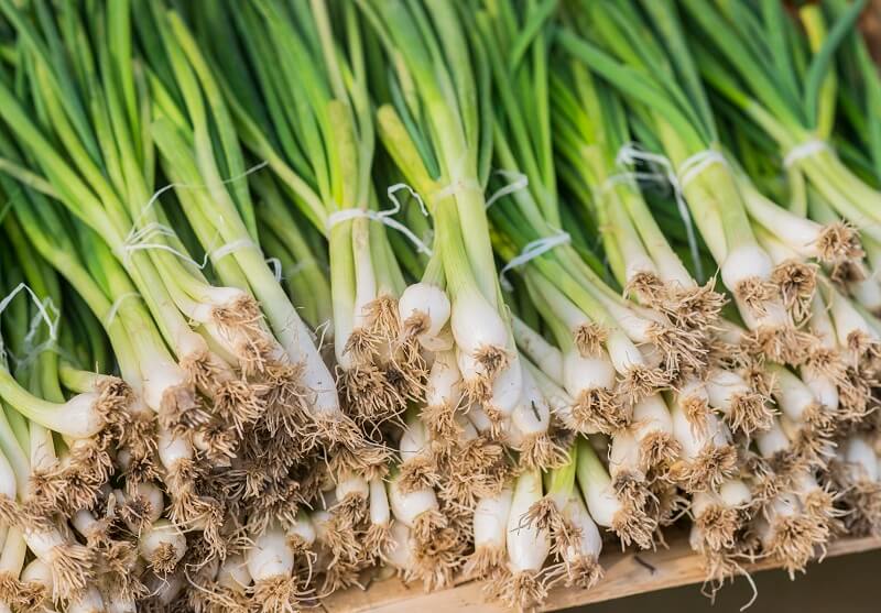 The health benefits of green onions