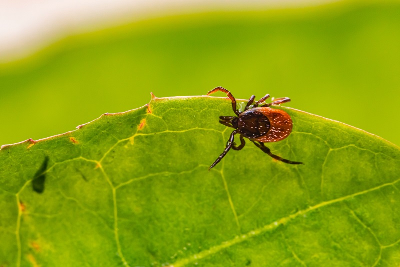 Natural tick killers that work well
