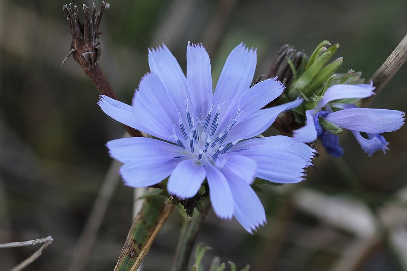 Chicory - the summer flower or grandma’s coffee: benefits and recommendations