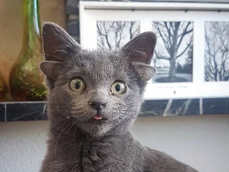 The internet goes crazy for a kitten born with four ears