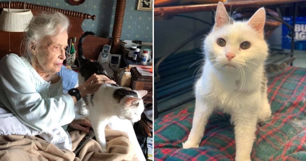A 101-year-old woman adopts the shelter’s oldest cat: they have found a true companion in each other