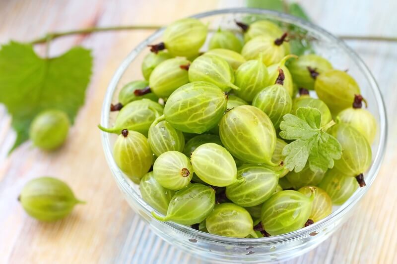 A natural diuretic that supports metabolism: the unique gooseberry with many useful properties