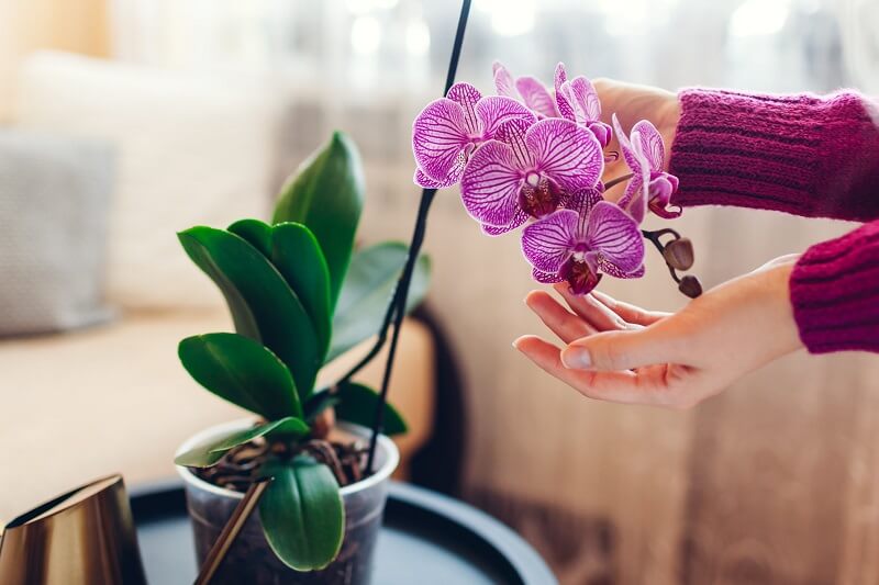 The place in your home where orchids should be placed to ensure good luck