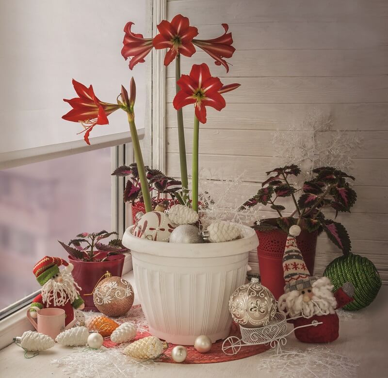 How to care for poinsettias - 4 beautiful festive potted flowers