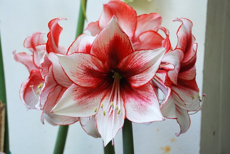 Amaryllis can bloom beautifully for many winters: here’s how to grow them to be glowingly healthy