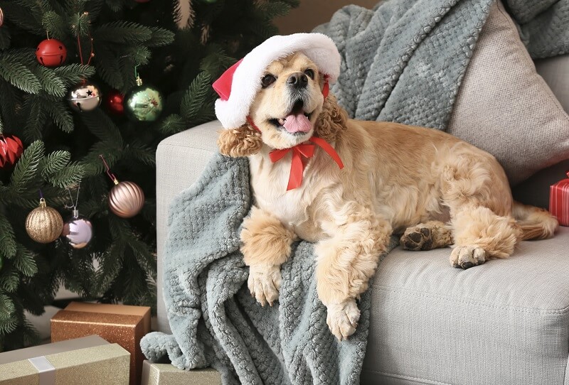 Tips to make your Christmas tree dog or cat safe