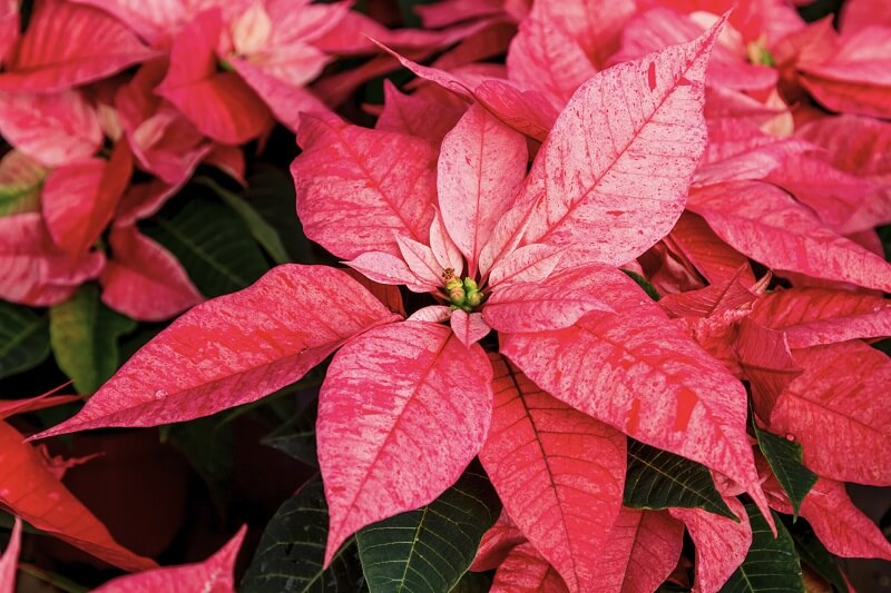 Tips to help poinsettias thrive this Christmas season and beyond
