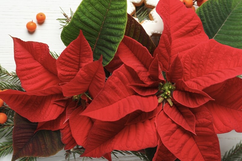 Tips to help poinsettias thrive this Christmas season and beyond