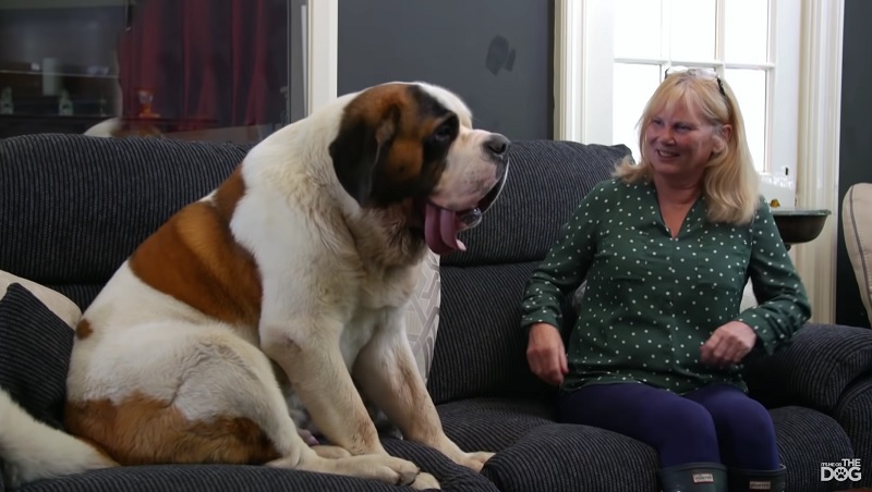 The biggest “lapdog” in the world: the St. Bernard curls up in its owner’s lap like a kitten