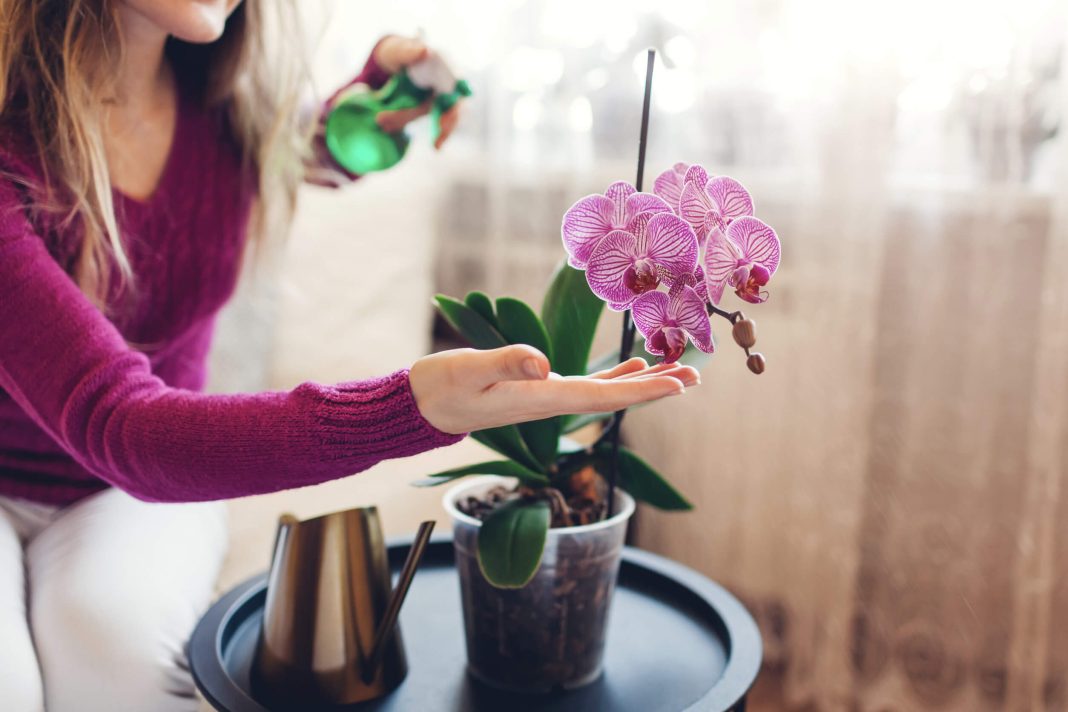 How to help your orchid bloom faster