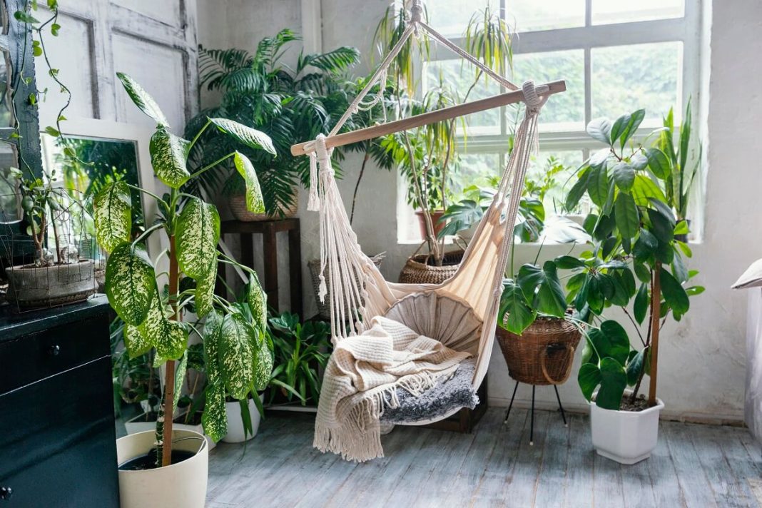Indoor plant that keeps mosquitoes away. They will never bother you again
