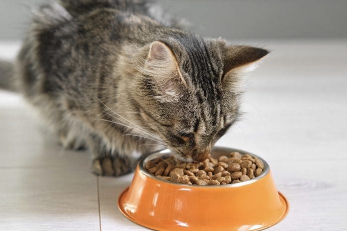 According to vets, it is forbidden to give these foods to cats - they ...