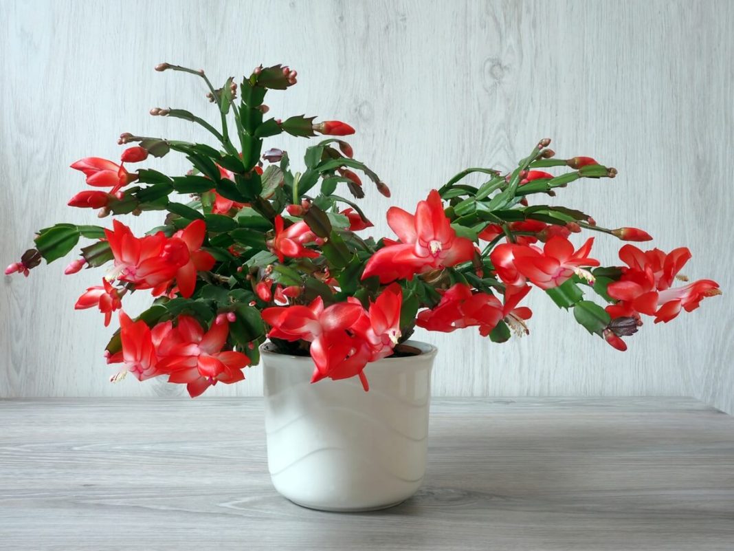 How to have your Christmas cactus bloom on the holidays? A secret learned from gardeners