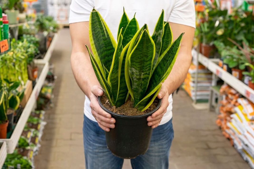 Indoor plants that provide moisture if the air in your house is dry due to heating