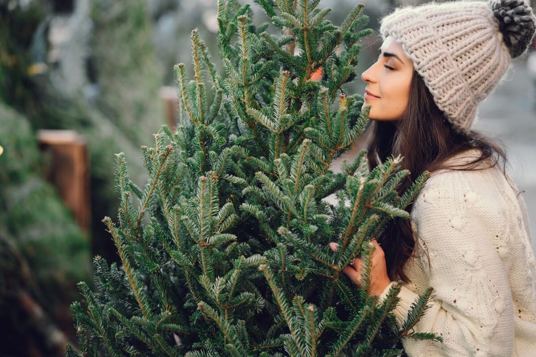 How your Christmas tree will survive the holidays