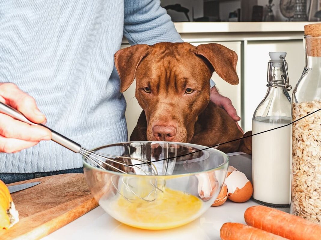Ten popular foods that are poisonous for dogs: their liver and kidneys may shut down