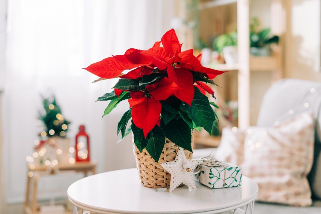 How to keep poinsettia alive until Christmas