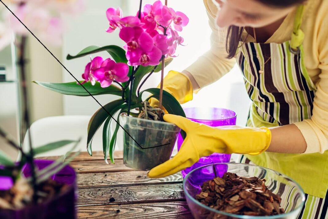 Would you like your orchids to bloom quickly? Transplanting them in a certain way will help